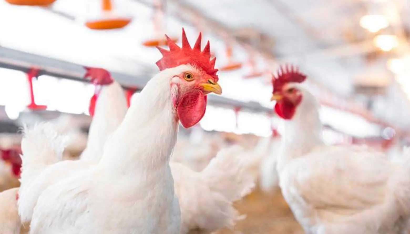 Equivalencias de producción entre granjas de: Gallinas de postura
