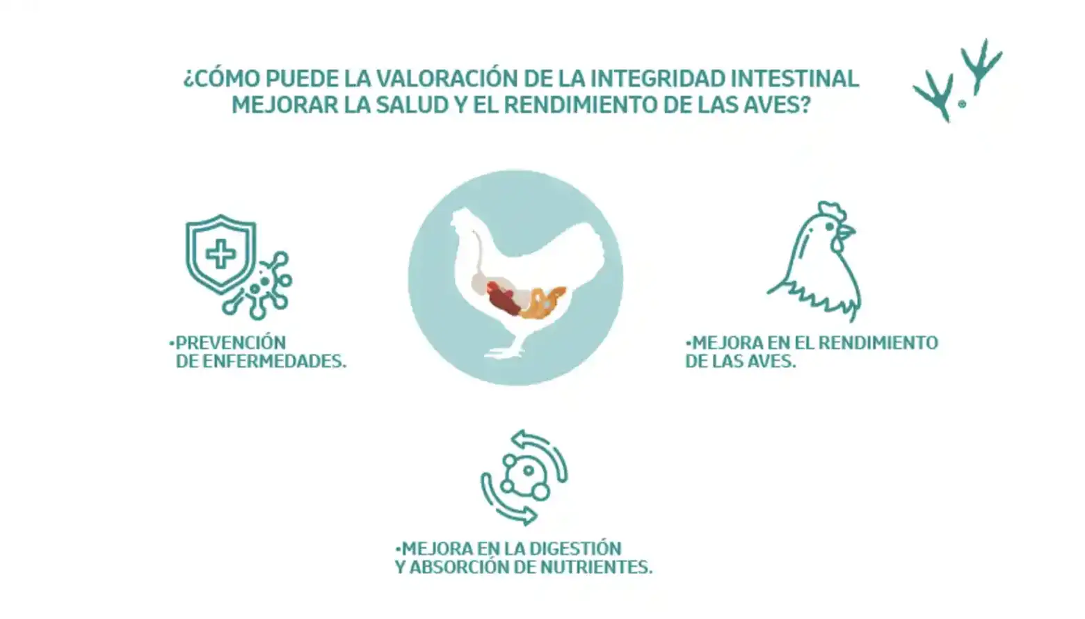 DigestivPlus - Alimento Natural Para Gallinas | Mejora La Salud Intestinal, Previene Parásitos | 375g