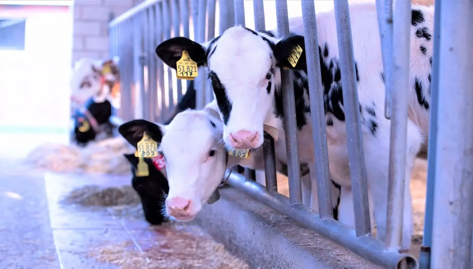 Cryptosporidium Parvum en becerros lecheros: prevalencia global, impacto económico y retorno de la inversión con un tratamiento eficaz