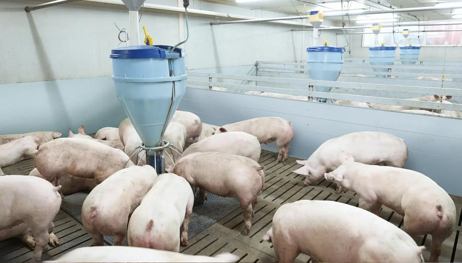 Producción de gas metano con enfoque de bioeconomía en una granja porcina para reducir su impacto