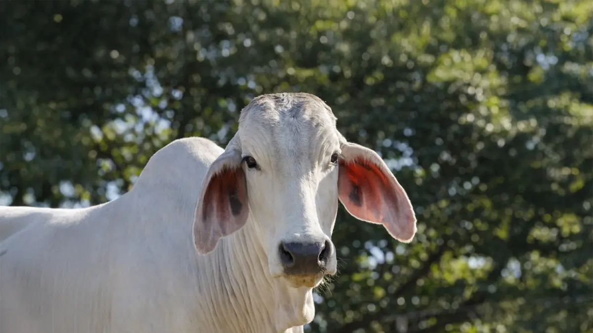 Cryptosporidium Parvum en becerros lecheros: prevalencia global, impacto  económico y retorno de la inversión con un tratamiento eficaz