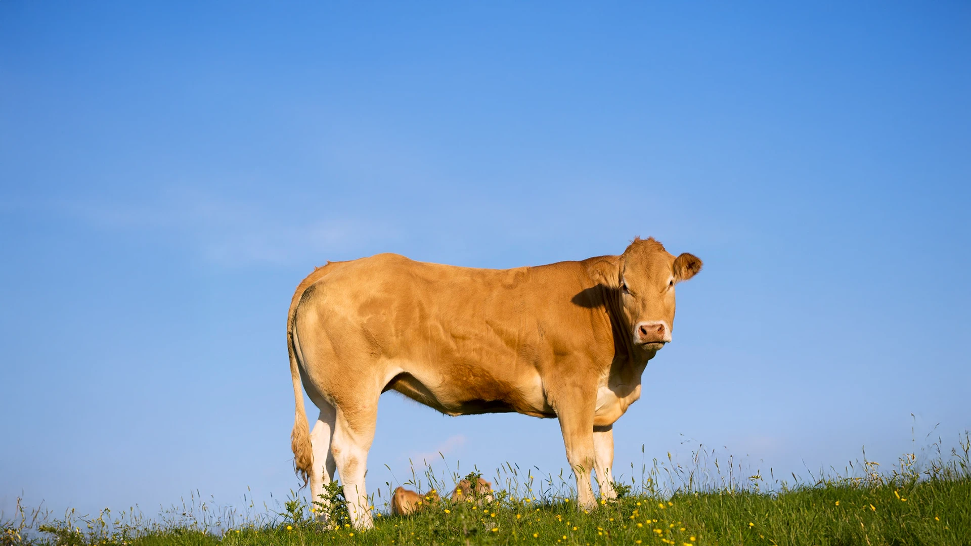 Cryptosporidium Parvum en becerros lecheros: prevalencia global, impacto  económico y retorno de la inversión con un tratamiento eficaz