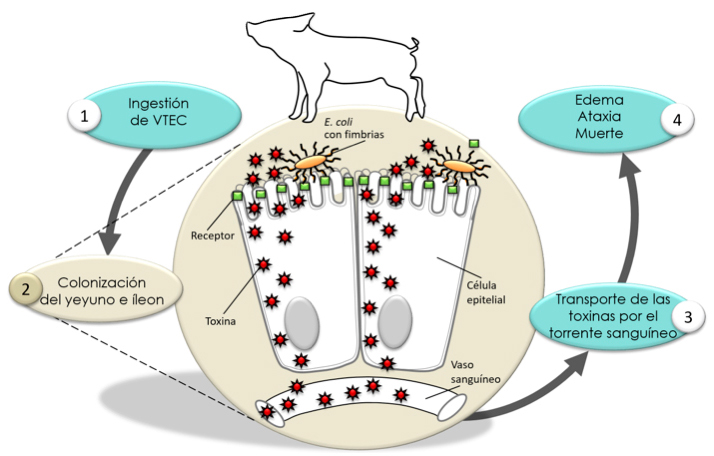 Huggle Robe | Inca Paw Pad