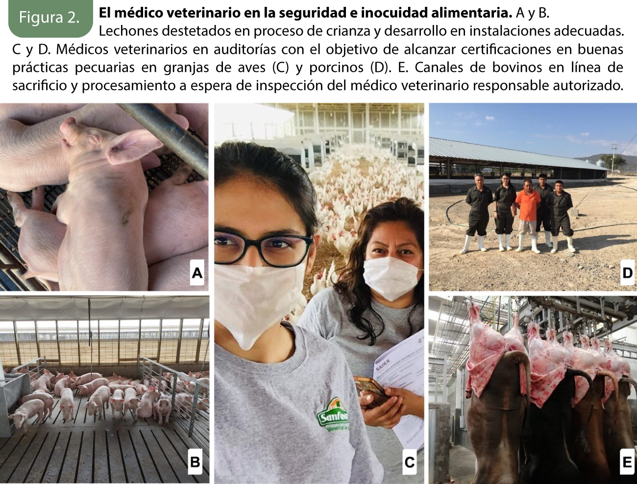 El rol del médico veterinario zootecnista en la producción animal, la ...