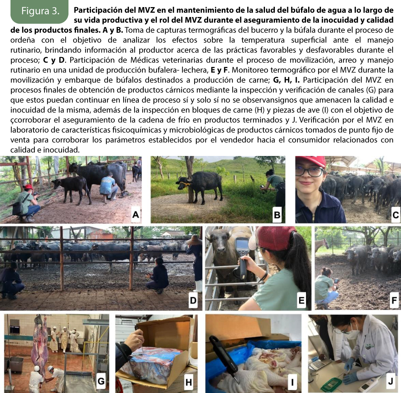 El rol del médico veterinario zootecnista en la producción animal, la ...