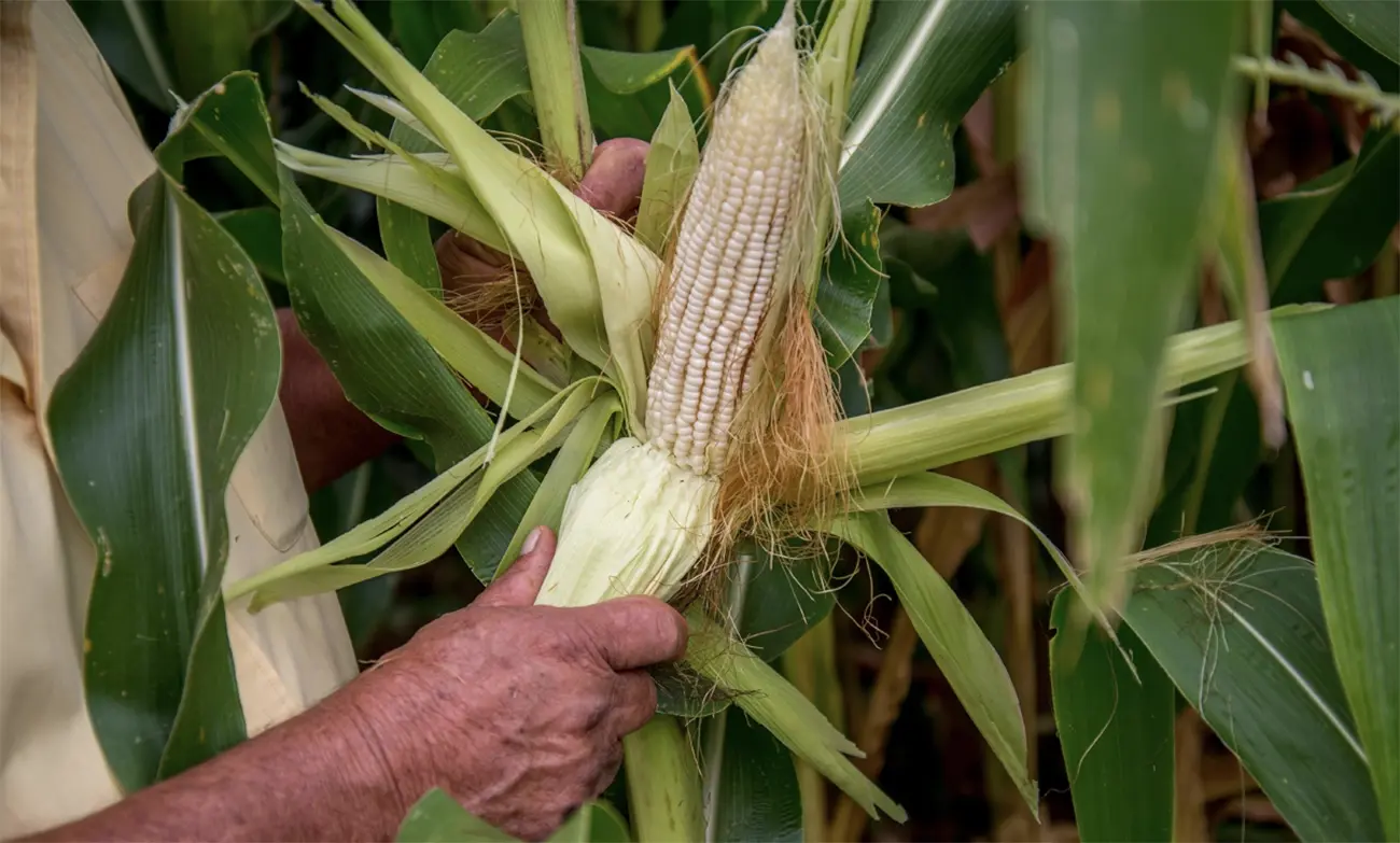 México enfrenta menor producción de maíz en una década y récord de  importaciones