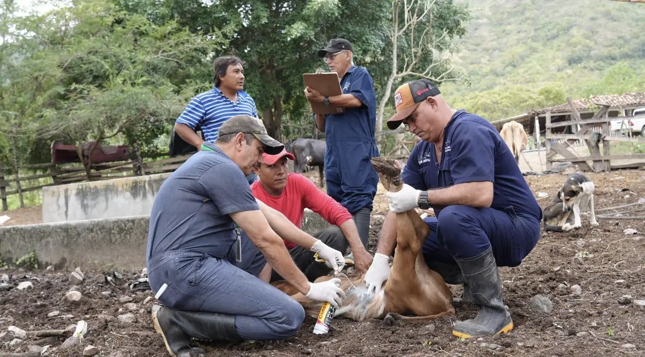 Honduras confirma primera muerte humana por gusano barrenador; suman más de 1,200 casos en animales